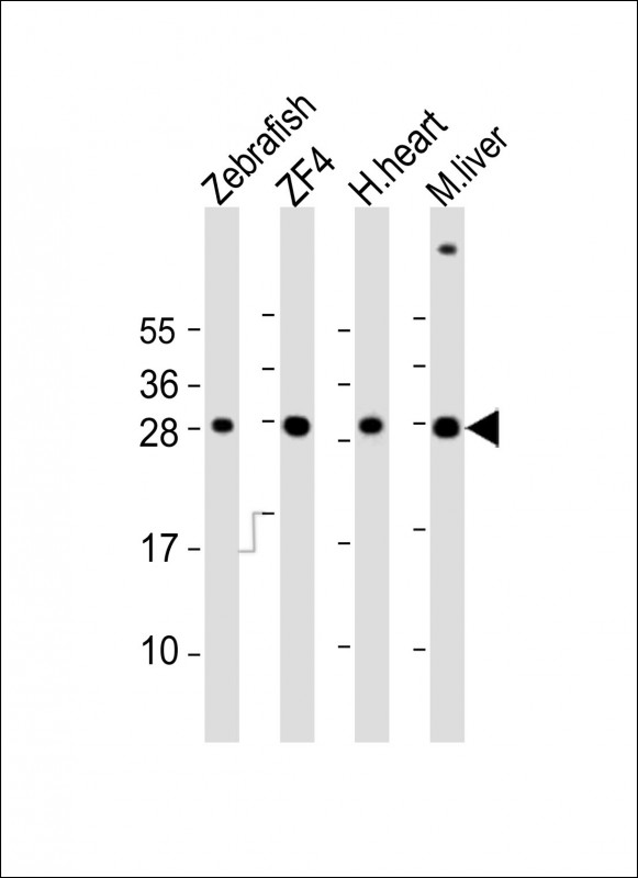 AK2 / Adenylate Kinase 2 Antibody - All lanes: Anti-Zebrafish ak2 Antibody (Center) at 1:2000 dilution. Lane 1: Zebrafish lysates. Lane 2: ZF4 whole cell lysates. Lane 3: human heart lysates. Lane 4: mouse liver lysates Lysates/proteins at 20 ug per lane. Secondary Goat Anti-Rabbit IgG, (H+L), Peroxidase conjugated at 1:10000 dilution. Predicted band size: 27 kDa. Blocking/Dilution buffer: 5% NFDM/TBST.