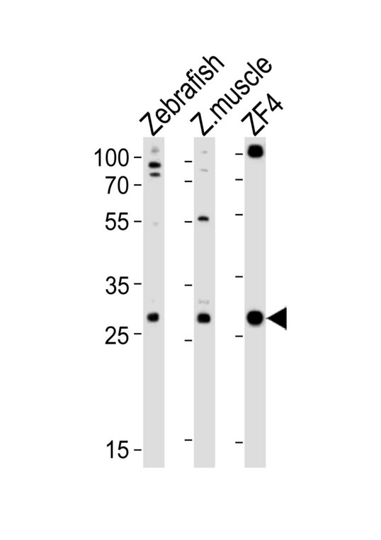 AK2 / Adenylate Kinase 2 Antibody - Western blot of lysates from Zebrafish, zebra fish muscle tissue lysate, ZF4 cell line (from left to right) with (DANRE) ak2 Antibody. Antibody was diluted at 1:1000 at each lane. A goat anti-rabbit IgG H&L (HRP) at 1:10000 dilution was used as the secondary antibody. Lysates at 20 ug per lane.