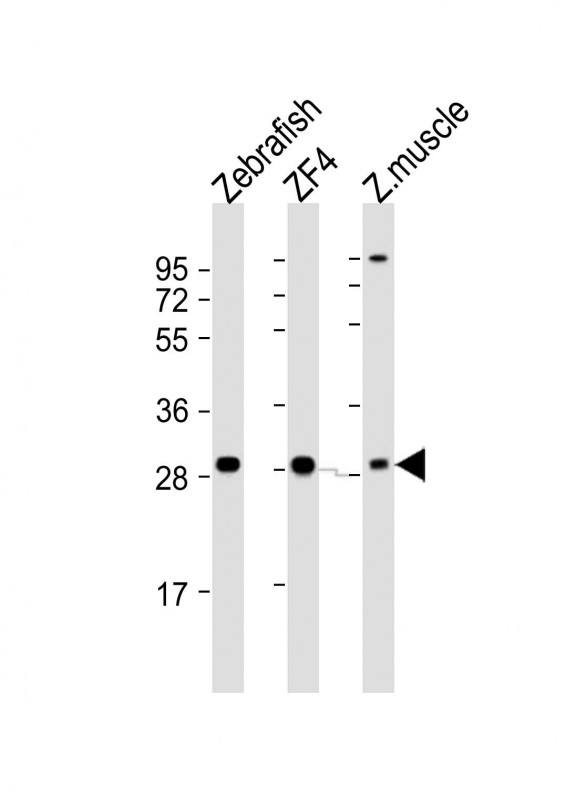 AK2 / Adenylate Kinase 2 Antibody - All lanes: Anti-Zebrafish ak2 Antibody (N-term) at 1:2000 dilution. Lane 1: Zebrafish lysate. Lane 2: ZF4 whole cell lysate. Lane 3: Zebrafish muscle lysate Lysates/proteins at 20 ug per lane. Secondary Goat Anti-Rabbit IgG, (H+L), Peroxidase conjugated at 1:10000 dilution. Predicted band size: 27 kDa. Blocking/Dilution buffer: 5% NFDM/TBST.