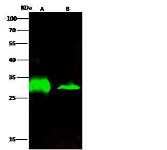 AK2 / Adenylate Kinase 2 Antibody - Anti-AK2 rabbit monoclonal antibody at 1:500 dilution. Lane A: Mouse kidney tissue lysate. Lane B: HCT116 Whole Cell Lysate. Lysates/proteins at 30 ug per lane. Secondary: Goat Anti-Rabbit IgG H&L (Dylight800) at 1/10000 dilution. Developed using the Odyssey technique. Performed under reducing conditions. Predicted band size: 26 kDa. Observed band size: 26 kDa.