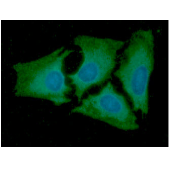 AK2 / Adenylate Kinase 2 Antibody - ICC/IF analysis of AK2 in HeLa cells line, stained with DAPI (Blue) for nucleus staining and monoclonal anti-human AK2 antibody (1:100) with goat anti-mouse IgG-Alexa fluor 488 conjugate (Green).