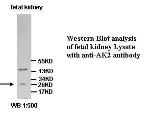 AK2 / Adenylate Kinase 2 Antibody