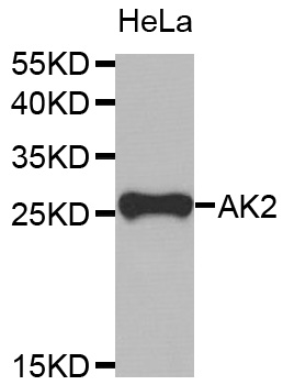 AK2 / Adenylate Kinase 2 Antibody - Western blot analysis of extracts of HeLa cells.
