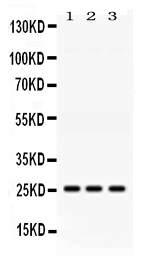 AK2 / Adenylate Kinase 2 Antibody - Western blot - Anti-AK2 Picoband Antibody
