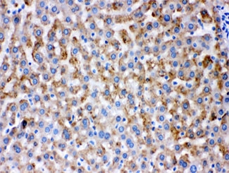 AK2 / Adenylate Kinase 2 Antibody - IHC testing of FFPE rat liver with AK2 antibody at 1ug/ml. HIER: steam sections in pH6 citrate buffer for 20 min.