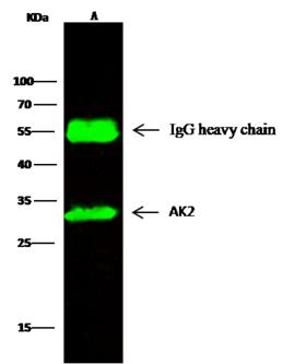 AK2 / Adenylate Kinase 2 Antibody - AK2 was immunoprecipitated using: Lane A: 0.5 mg Jurkat Whole Cell Lysate. 2 uL anti-AK2 rabbit polyclonal antibody and 15 ul of 50% Protein G agarose. Primary antibody: Anti-AK2 rabbit polyclonal antibody, at 1:200 dilution. Secondary antibody: Dylight 800-labeled antibody to rabbit IgG (H+L), at 1:5000 dilution. Developed using the odssey technique. Performed under reducing conditions. Predicted band size: 26 kDa. Observed band size: 26 kDa.
