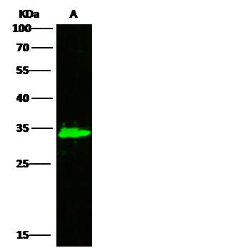 AK2 / Adenylate Kinase 2 Antibody - Anti-AK2 rabbit polyclonal antibody at 1:500 dilution. Lane A: Jurkat Whole Cell Lysate. Lysates/proteins at 30 ug per lane. Secondary: Goat Anti-Rabbit IgG H&L (Dylight800) at 1/10000 dilution. Developed using the Odyssey technique. Performed under reducing conditions. Predicted band size: 26 kDa. Observed band size: 33 kDa.