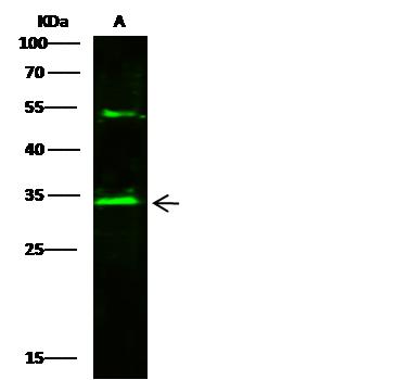 AK2 / Adenylate Kinase 2 Antibody - Anti-AK2 rabbit polyclonal antibody at 1:500 dilution. Lane A: Jurkat Whole Cell Lysate. Lysates/proteins at 30 ug per lane. Secondary: Goat Anti-Rabbit IgG H&L (Dylight800) at 1/10000 dilution. Developed using the Odyssey technique. Performed under reducing conditions. Predicted band size: 26 kDa. Observed band size: 34 kDa. (We are unsure as to the identity of these extra bands.)