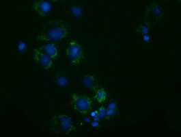 AK3 / Adenylate Kinase 3 Antibody - Anti-AK3 mouse monoclonal antibody  immunofluorescent staining of COS7 cells transiently transfected by pCMV6-ENTRY AK3.