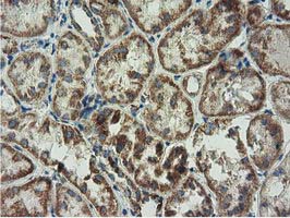 AK3 / Adenylate Kinase 3 Antibody - Immunohistochemical staining of paraffin-embedded Human Kidney tissue within the normal limits using anti-AK3 mouse monoclonal antibody.