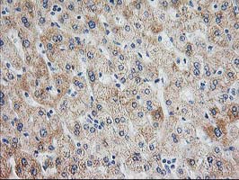 AK4 / Adenylate Kinase 4 Antibody - IHC of paraffin-embedded Human liver tissue using anti-AK4 mouse monoclonal antibody.