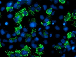 AK4 / Adenylate Kinase 4 Antibody - Anti-AK4 mouse monoclonal antibody immunofluorescent staining of COS7 cells transiently transfected by pCMV6-ENTRY AK4.