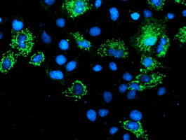 AK4 / Adenylate Kinase 4 Antibody - Anti-AK4 mouse monoclonal antibody immunofluorescent staining of COS7 cells transiently transfected by pCMV6-ENTRY AK4.