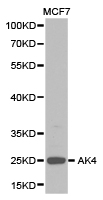 AK4 / Adenylate Kinase 4 Antibody - Western blot of extracts of MCF7 cell lines, using AK4 antibody.