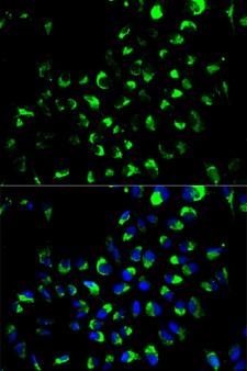 AK4 / Adenylate Kinase 4 Antibody - Immunofluorescence analysis of A549 cells.