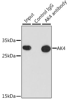 AK4 / Adenylate Kinase 4 Antibody - Immunoprecipitation analysis of 200ug extracts of HepG2 cells, using 3 ug AK4 antibody. Western blot was performed from the immunoprecipitate using AK4 antibody at a dilition of 1:1000.