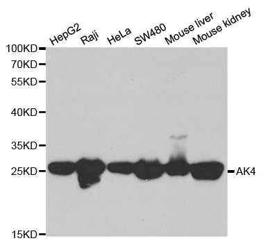 AK4 / Adenylate Kinase 4 Antibody - Western blot analysis of extracts of various cell lines, using AK4 antibody at 1:1000 dilution. The secondary antibody used was an HRP Goat Anti-Rabbit IgG (H+L) at 1:10000 dilution. Lysates were loaded 25ug per lane and 3% nonfat dry milk in TBST was used for blocking.