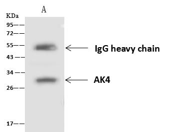 AK4 / Adenylate Kinase 4 Antibody - AK4 was immunoprecipitated using: Lane A: 0.5 mg HepG2 Whole Cell Lysate. 4 uL anti-AK4 rabbit polyclonal antibody and 60 ug of Immunomagnetic beads Protein A/G. Primary antibody: Anti-AK4 rabbit polyclonal antibody, at 1:100 dilution. Secondary antibody: Goat Anti-Rabbit IgG (H+L)/HRP at 1/10000 dilution. Developed using the ECL technique. Performed under reducing conditions. Predicted band size: 25 kDa. Observed band size: 28 kDa.