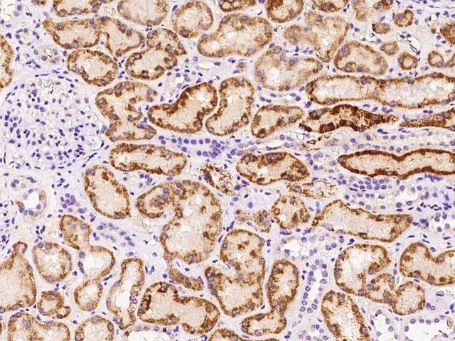 AK4 / Adenylate Kinase 4 Antibody - Immunochemical staining of human AK4 in human kidney with rabbit polyclonal antibody at 1:100 dilution, formalin-fixed paraffin embedded sections.