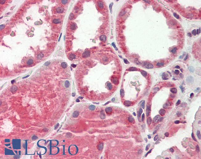 AK4 / Adenylate Kinase 4 Antibody - Anti-AK4 / Adenylate Kinase 4 antibody IHC staining of human kidney. Immunohistochemistry of formalin-fixed, paraffin-embedded tissue after heat-induced antigen retrieval. Antibody concentration 10 ug/ml.  This image was taken for the unconjugated form of this product. Other forms have not been tested.