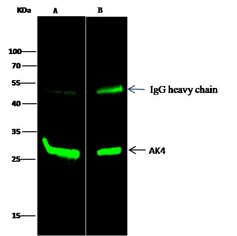 AK4 / Adenylate Kinase 4 Antibody - AK4 was immunoprecipitated using: Lane A: 0.5 mg HepG2 Whole Cell Lysate. Lane B: 0.5 mg MCF-7 Whole Cell Lysate. 2 uL anti-AK4 rabbit polyclonal antibody and 15 ul of 50% Protein G agarose. Primary antibody: Anti-AK4 rabbit polyclonal antibody, at 1:200 dilution. Secondary antibody: Dylight 800-labeled antibody to rabbit IgG (H+L), at 1:5000 dilution. Developed using the odssey technique. Performed under reducing conditions. Predicted band size: 26 kDa. Observed band size: 26 kDa.