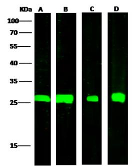 AK4 / Adenylate Kinase 4 Antibody - Anti-AK4 rabbit polyclonal antibody at 1:500 dilution. Lane A: HepG2 Whole Cell Lysate. Lane B: Raji Whole Cell Lysate. Lane C: A549 Whole Cell Lysate. Lane D: MCF7 Whole Cell Lysate. Lysates/proteins at 30 ug per lane. Secondary: Goat Anti-Rabbit IgG H&L (Dylight800) at 1/10000 dilution. Developed using the Odyssey technique. Performed under reducing conditions. Predicted band size: 25 kDa. Observed band size: 26 kDa.