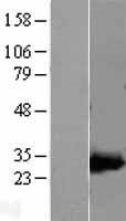 AK4 / Adenylate Kinase 4 Protein - Western validation with an anti-DDK antibody * L: Control HEK293 lysate R: Over-expression lysate