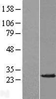 AK4 / Adenylate Kinase 4 Protein - Western validation with an anti-DDK antibody * L: Control HEK293 lysate R: Over-expression lysate