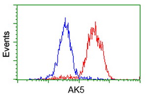 AK5 / Adenylate Kinase 5 Antibody - Flow cytometry of HeLa cells, using anti-AK5 antibody (Red), compared to a nonspecific negative control antibody (Blue).