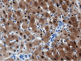 AK5 / Adenylate Kinase 5 Antibody - IHC of paraffin-embedded Human liver tissue using anti-AK5 mouse monoclonal antibody.