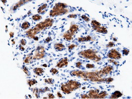 AK5 / Adenylate Kinase 5 Antibody - Immunohistochemical staining of paraffin-embedded Human breast tissue using anti-AK5 mouse monoclonal antibody.