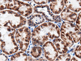 AK5 / Adenylate Kinase 5 Antibody - Immunohistochemical staining of paraffin-embedded Human Kidney tissue using anti-AK5 mouse monoclonal antibody.