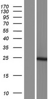 AK6 / Adenylate Kinase 6 Protein - Western validation with an anti-DDK antibody * L: Control HEK293 lysate R: Over-expression lysate