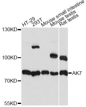 AK7 / Adenylate Kinase 7 Antibody - Western blot analysis of extracts of various cell lines, using AK7 antibody at 1:1000 dilution. The secondary antibody used was an HRP Goat Anti-Rabbit IgG (H+L) at 1:10000 dilution. Lysates were loaded 25ug per lane and 3% nonfat dry milk in TBST was used for blocking. An ECL Kit was used for detection and the exposure time was 3s.