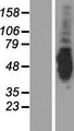 AK8 Protein - Western validation with an anti-DDK antibody * L: Control HEK293 lysate R: Over-expression lysate