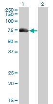 AKAP10 Antibody - Western blot of AKAP10 expression in transfected 293T cell line by AKAP10 monoclonal antibody (M04), clone 8C10.