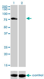 AKAP10 Antibody - Western blot of AKAP10 over-expressed 293 cell line, cotransfected with AKAP10 Validated Chimera RNAi (Lane 2) or non-transfected control (Lane 1). Blot probed with AKAP10 monoclonal antibody, clone 8C10. GAPDH ( 36.1 kD ) used as specificity and loading control.