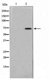 AKAP10 Antibody - Western blot of mouse brain cell lysate using AKAP10 Antibody