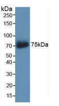 AKAP11 / KIAA0629 Antibody - Western Blot; Sample: Recombinant AKAP11, Human.