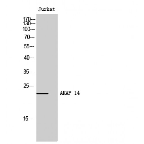 AKAP14 Antibody - Western blot of AKAP 14 antibody