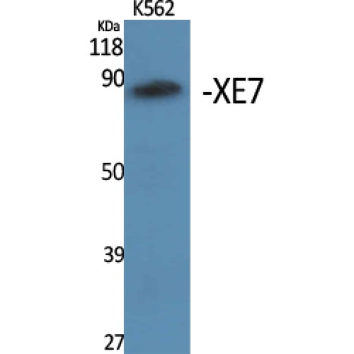 AKAP17A / 721P Antibody - Western blot of XE7 antibody