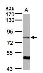 AKAP17A / 721P Antibody - Sample (30g whole cell lysate). A: HeLa S3. 7.5% SDS PAGE. AKAP17A / 721P antibody diluted at 1:1000