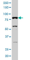 AKAP17A / 721P Antibody - RP13-297E16 1 monoclonal antibody (M02), clone 2G8 Western blot of RP13-297E16 1 expression in HeLa NE.
