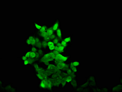 AKAP17A / 721P Antibody - Immunofluorescence staining of 293 cells with AKAP17A Antibody at 1:166, counter-stained with DAPI. The cells were fixed in 4% formaldehyde, permeabilized using 0.2% Triton X-100 and blocked in 10% normal Goat Serum. The cells were then incubated with the antibody overnight at 4°C. The secondary antibody was Alexa Fluor 488-congugated AffiniPure Goat Anti-Rabbit IgG(H+L).