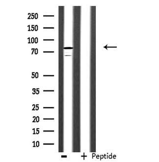AKAP17A / 721P Antibody - Western blot analysis of extracts of NIH-3T3 cells using SFRS17A antibody.