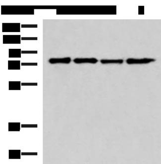 AKAP17A / 721P Antibody - Western blot analysis of 293T cell lysates  using AKAP17A Polyclonal Antibody at dilution of 1:650