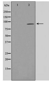AKAP2 Antibody - Western blot of LOVO cell lysate using AKAP2 Antibody