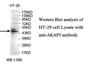 AKAP5 / AKAP79 Antibody