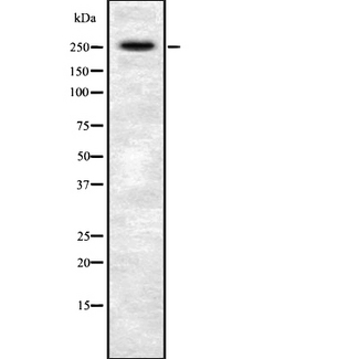 AKAP6 / MAKAP Antibody - Western blot analysis of AKAP6 using HuvEc whole cells lysates