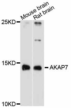 AKAP7 Antibody - Western blot analysis of extracts of various cell lines, using AKAP7 antibody at 1:3000 dilution. The secondary antibody used was an HRP Goat Anti-Rabbit IgG (H+L) at 1:10000 dilution. Lysates were loaded 25ug per lane and 3% nonfat dry milk in TBST was used for blocking. An ECL Kit was used for detection and the exposure time was 90s.